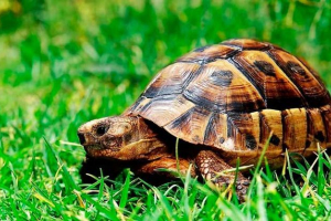Land home turtle - hogyan kell törődni?